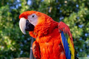 red and blue macaw