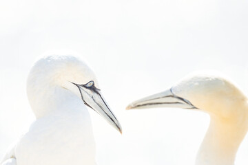 Portrait of pair of Northern Gannet, Sula bassana, Two birds love in soft light, animal love behaviour. Soft light in high-key