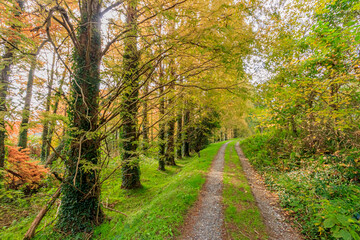 秋のメタセコイア並木　メタセの杜　福岡県築上町　Autumn Metasequoia Fukuoka-ken Chikujo Town