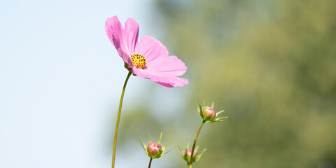 Beautiful pink cosmos flowers blooming in garden in panorama Bokeh background. Long cover or social media