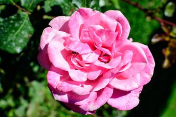 Close up on one delicate fresh vivid pink magenta rose and green leaves in a garden in a sunny summer day, beautiful outdoor floral background photographed with soft focus.