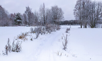 Russia, Karelia, Kostomuksha. The snow path goes between low bushes.November 27, 2020.