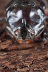 European rhinoceros beetle (Oryctes nasicornis) portrait, Italy.