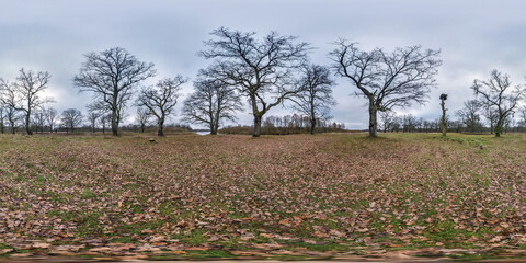 Obraz premium full seamless spherical hdri panorama 360 degrees angle view among oak grove with clumsy branches in forest in equirectangular projection, ready VR AR content