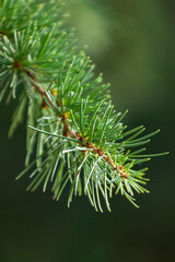 Closeup photo of green needle pine tree