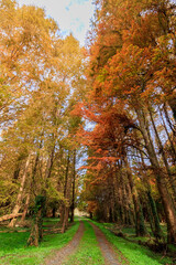 秋のメタセコイア並木　メタセの杜　福岡県築上町　Autumn Metasequoia Fukuoka-ken Chikujo Town