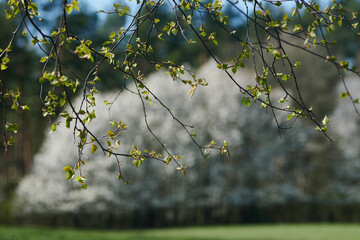Kwitnące wiosną drzewa w lesie widziane przez liście brzozy