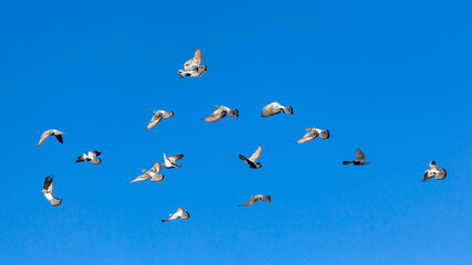 Flying doves in the blue sky. Animal s