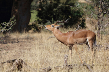 Schwarzfersenantilope / Impala / Aepyceros melampus