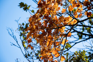 Golden leafs on blue sky at autumn forest