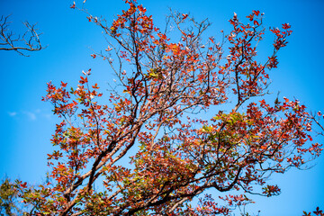 Golden leafs on blue sky at autumn forest