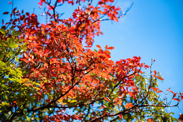 Golden leafs on blue sky at autumn forest
