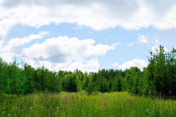 Fototapeta na wymiar Sunlit meadow in coniferous forest in summertime in blue sky with clouds in background. Copy space above