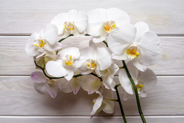 A branch of white orchids on a white wooden background
