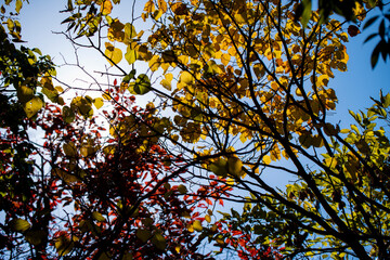 Golden leafs on blue sky at autumn forest