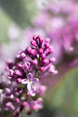 Fototapeta premium Branch of lilac flowers and buds on bokeh effect blurred background.Vertical format photo with soft focus
