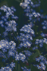 Vertical floral bacground with forget-me-not flowers in grey blue toned. Wild flower background