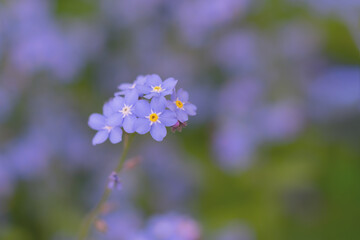 Toned floral background with only one single forget-me-not florets. Bluish backdrop