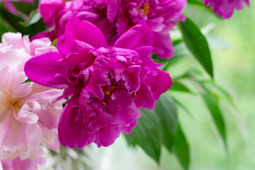 Fototapeta na wymiar Peony flowers with lots petals. Magenta colored