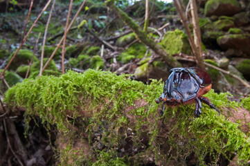 European rhinoceros beetle (Oryctes nasicornis) in its habitat, Cinque Terre National Park, Italy.