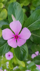 Fototapeta premium pink rose flower