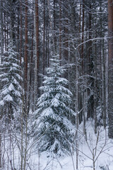 Fototapeta premium Russia, Karelia, Kostomuksha. Christmas tree on the background of high pine trunks. November 26, 2020.