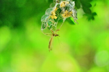 increíble foto de Mantodeos atrapado en telaraña con fondo borroso  