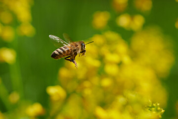 Pracowita pszczoła leci do kwiatów po nektar do produkcji miodu - obrazy, fototapety, plakaty