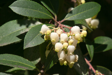 Sydney Australia, close-up of small creamy-white flowers of a japanese pieris tree 