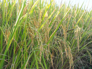 Ears of rice and Rice field  with sun rays.