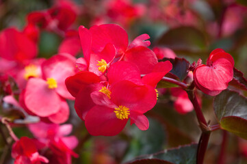 Sydney Australia, close-up of red waxy begonia flowers on a sunny day