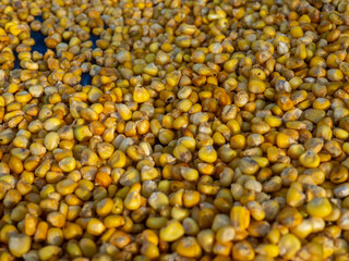 seeds of corn on Sun exposure