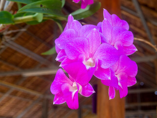 Purple orchids,The leaves are in a circle-shaped shape which is blooming beautifully,blur  background