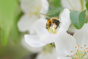 Pszczoła pracująca wytrwale na kwiatach jabłoni w poszukiwaniu cennego nektaru i propolisu - obrazy, fototapety, plakaty