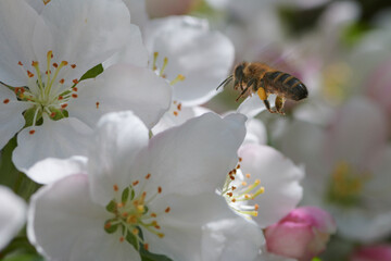 Pracowita pszczoła latająca od jednego kwiatu jabłoń do kolejnych po cenny nektar do produkcji miodu - obrazy, fototapety, plakaty