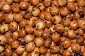 sorghum seeds in detail aka great millet, Indian millet, milo, durra or shallu