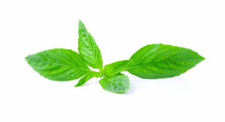 basil leaves isolated on white background.