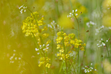 Kwieciste pole uprawne oleistego rzepaku w promieniach wiosennego słońca