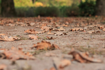 Abstract background with fallen oak leaves on the ground