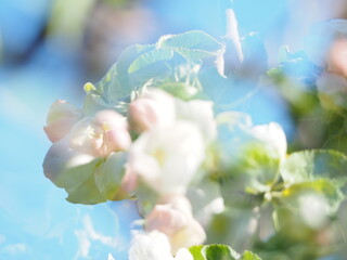  Apple TREES IN bloom in spring