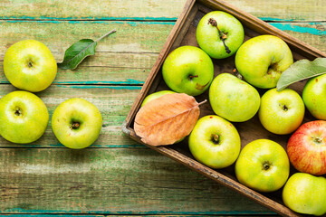 Harvest green apples