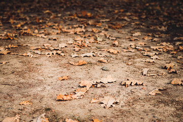 Abstract background with fallen oak leaves on the ground