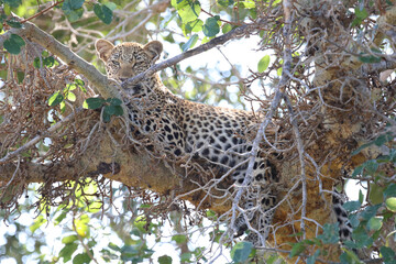 Leopard / Leopard / Panthera pardus.