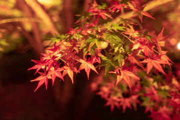 Naklejka na ściany i meble 美しい京都の紅葉風景