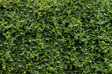 Green leaf wall texture background. Vine on the wall. Nature of green plants. Environmental freshness wallpaper concept.