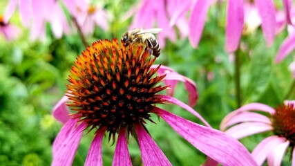 Bumblebee and echinacea