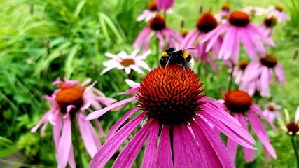 Bumblebee and echinacea