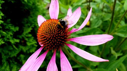 Bumblebee and echinacea