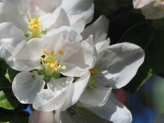 Apple TREES IN bloom in spring