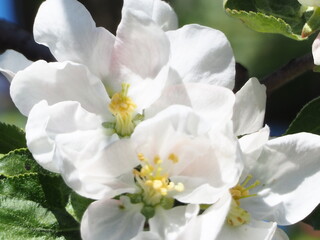 Apple TREES IN bloom in spring